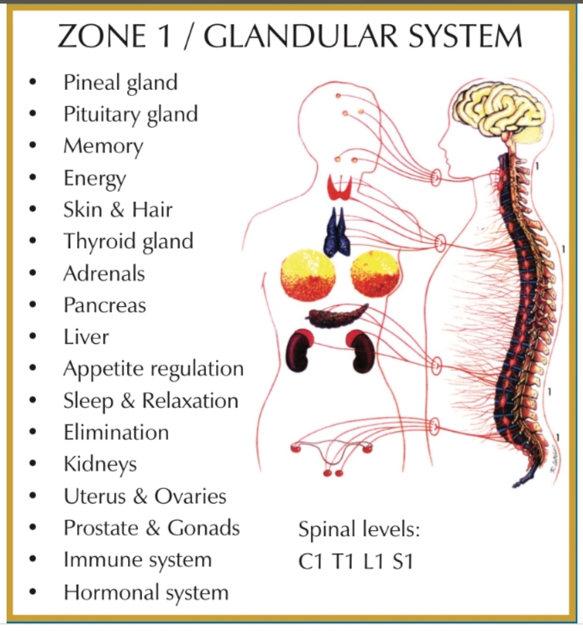 Zone 1 glandular system chart