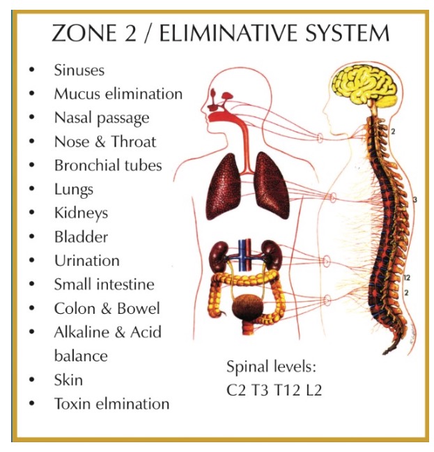 Zone 2 eliminative system chart