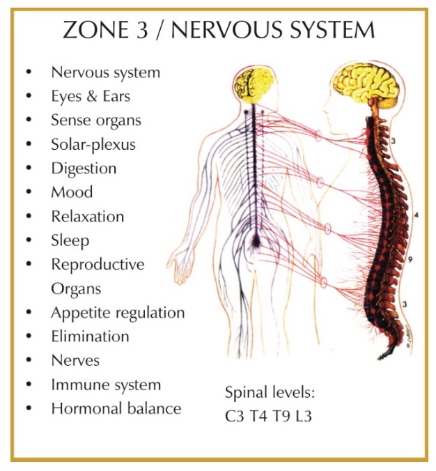 Zone 3 nervous system chart