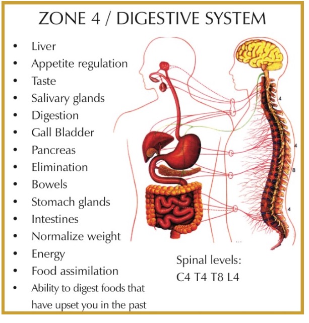 Zone 4 digestive system chart