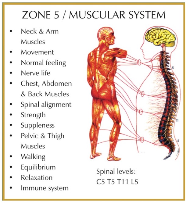 Zone 5 muscular system chart