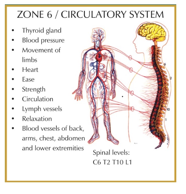 Zone 6 circulatory system chart
